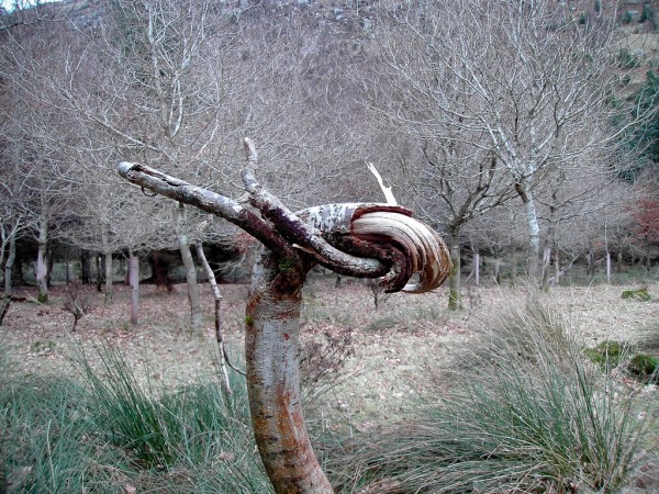 Hungover Tree