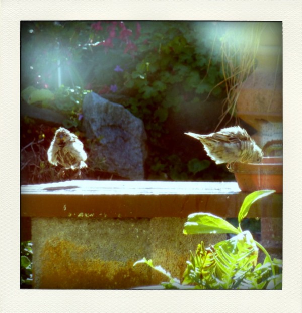 Jumping Sparrows
