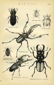 Beetles